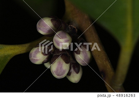 自然　植物　クロキ、蕾です。葉腋に数個の花の花序、開花すると見えなくなる紫色がきれいです 48916263