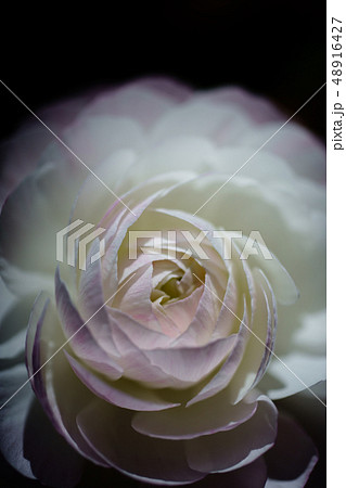 クレアオースチン 48916427