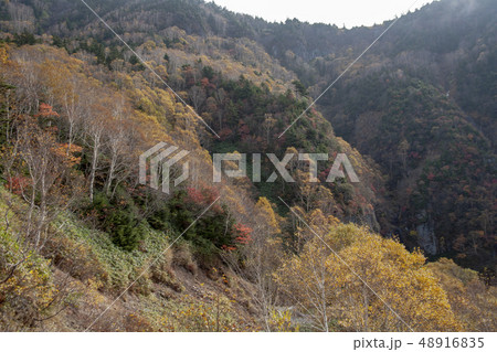 万座の紅葉 万座の紅葉 48916835