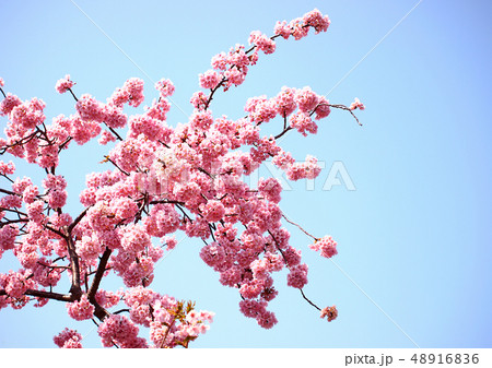 桜の花 青空 桜の花 青空 48916836