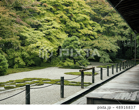 中庭 コートヤード 木 48916837