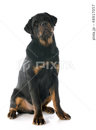 young rottweiler 48917057