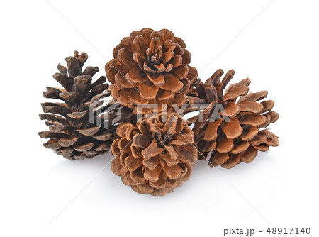 Big set of cones various coniferous trees isolated 48917140