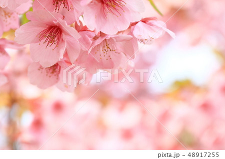 河津桜 48917255