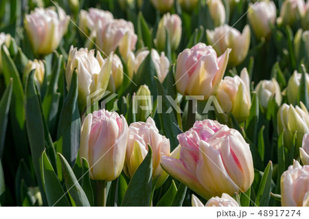 チューリップの花(白) チューリップの花(白) 48917274