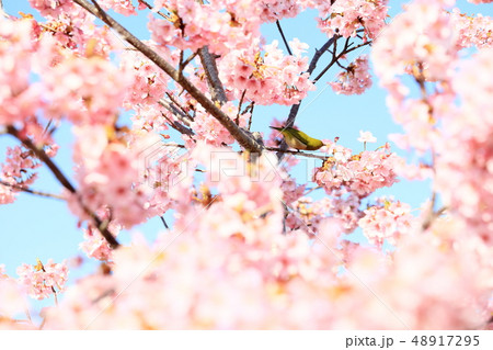 河津桜にめじろ 48917295