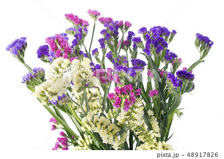 limonium 48917826