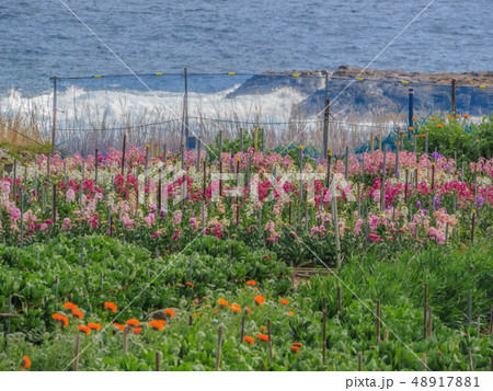 千倉町の花畑の風景 千倉町の花畑の風景 48917881