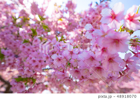 早春の河津桜 48918070