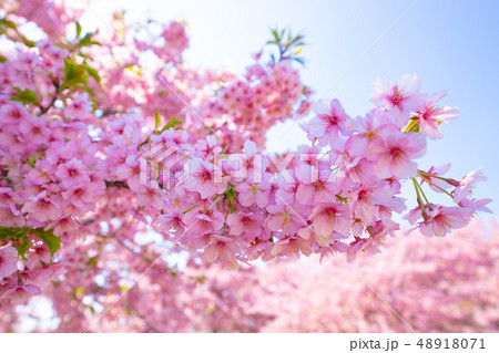 早春の河津桜 48918071