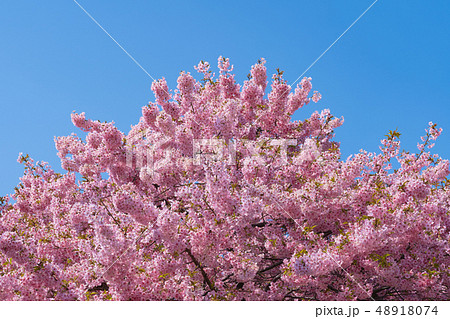 早春の河津桜 48918074