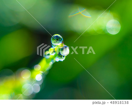 スギナの朝露 48918138