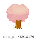 桜の木 48918179