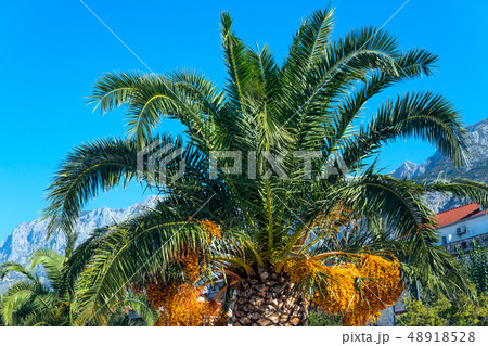 beautiful palm tree on the Mediterranean coast in Croatia 48918528