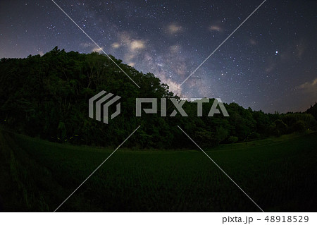 firefly and milky way  48918529