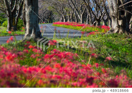 red spider lily announces the autumn equinox 48918666