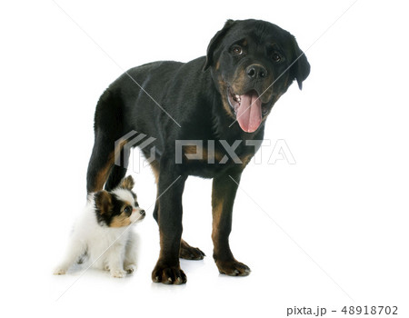 papillon puppy and rottweiler papillon puppy and rottweiler 48918702