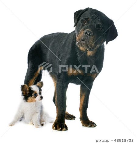 papillon puppy and rottweiler 48918703