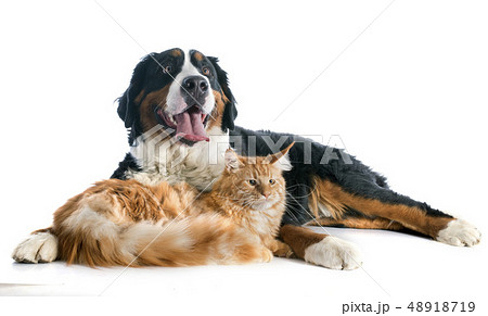 bernese moutain dog and cat 48918719