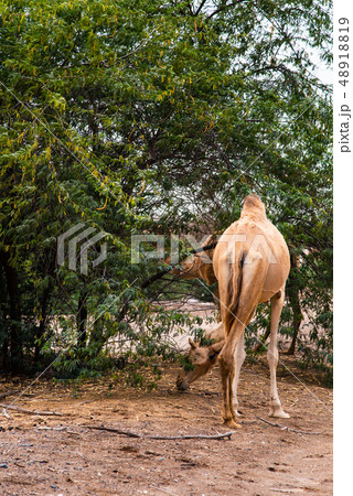 Camels grazing on plants in the desert 48918819