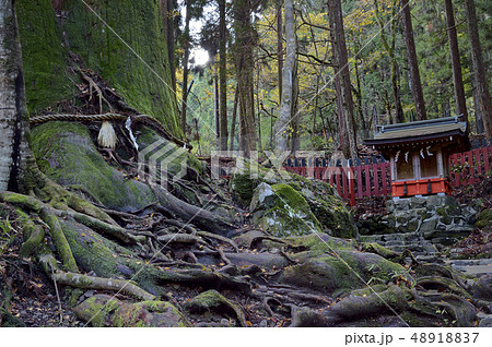 二ツ社　貴船神社末社　相生の杉 48918837