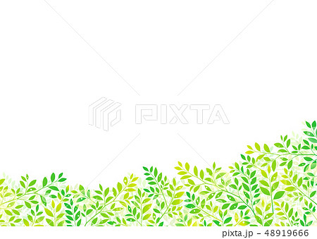 爽やかな木の葉のイメージ 若葉 青葉 新緑 48919666