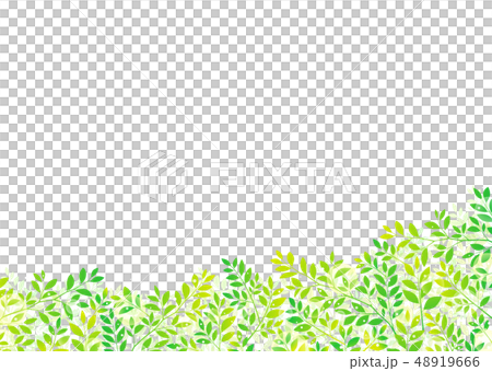 清新樹葉、嫩葉、綠葉、新鮮綠葉的形象 48919666