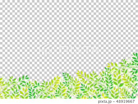 清新樹葉、嫩葉、綠葉、新鮮綠葉的形象 48919667