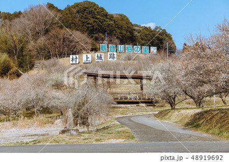 栃木　観音山梅の里梅園　 48919692
