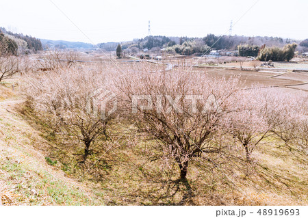 梅林　栃木県　観音山梅の里 48919693