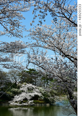 満開の桜と大池 48920333
