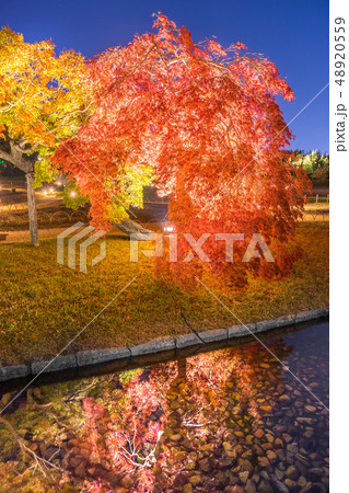 岡山後楽園、夜間特別開園「幻想庭園」（岡山県岡山市北区）※作品コメント欄に撮影位置 48920559