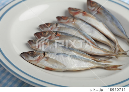Chicharros, raw horse mackerel closeup 48920715