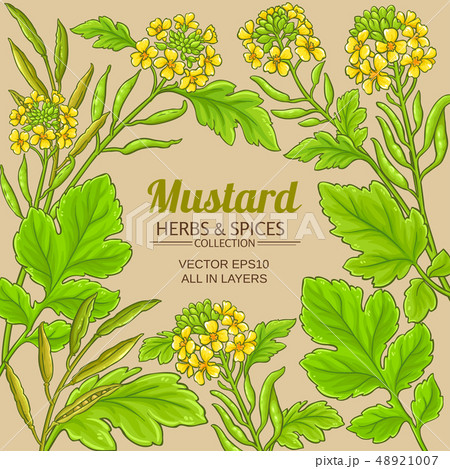 mustard vector frame 48921007