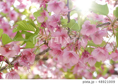 桜 桜 48921009