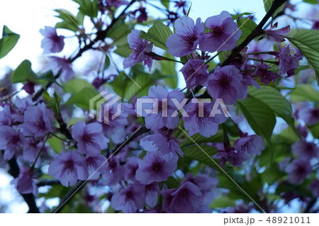 桜 桜 48921011