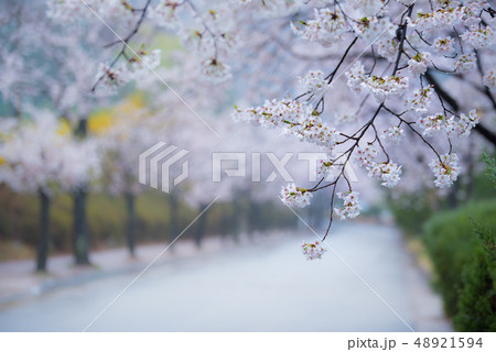 桜 自然 植物 48921594