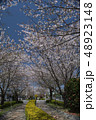 春の遊歩道　桜 48923148