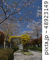 春の遊歩道　桜 48923149