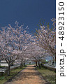 春の遊歩道　桜 48923150