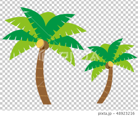 棕櫚樹 棕櫚樹 48923216