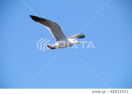 うみねこ 48923421