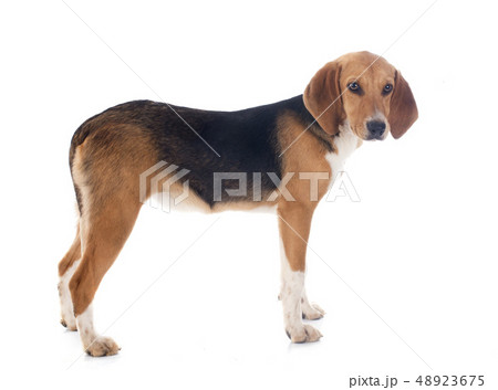 Beagle Harrier Beagle Harrier 48923675