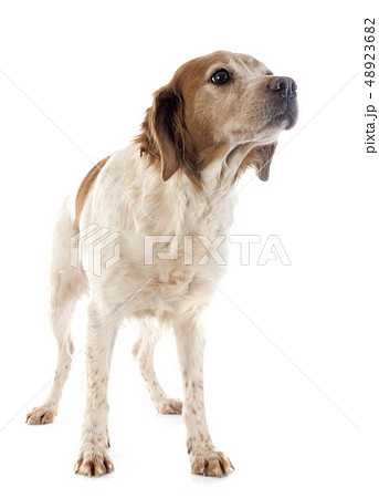 brittany spaniel brittany spaniel 48923682