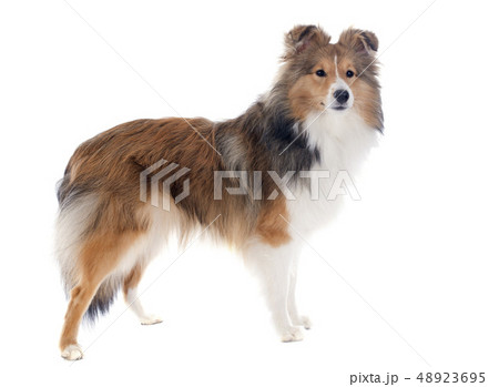 shetland dog 48923695