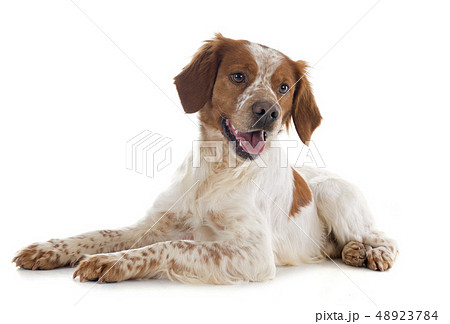 brittany spaniel brittany spaniel 48923784