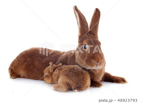 young rabbit and mother 48923793