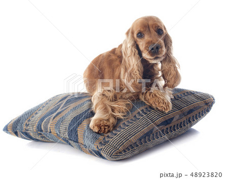 english cocker 48923820