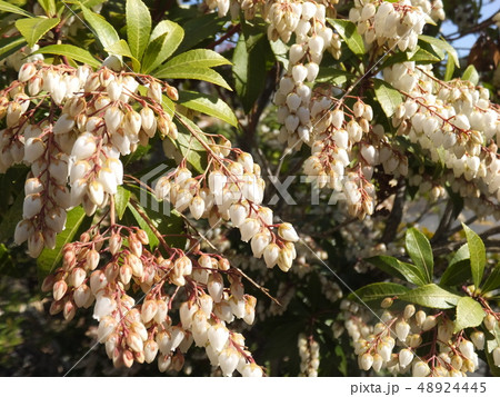 春の花 3 春の花 3 48924445