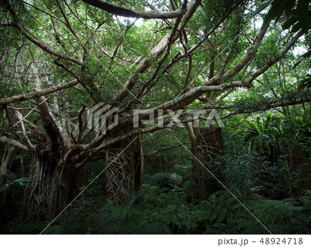 西表島　宇多良炭鉱跡 48924718